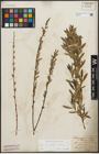 Foto von Salix purpurea L. x Salix repens L.